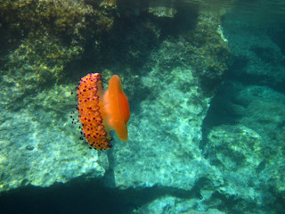 Ionian Jellyfish