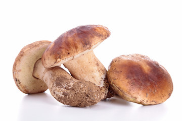 isolated edible mushrooms