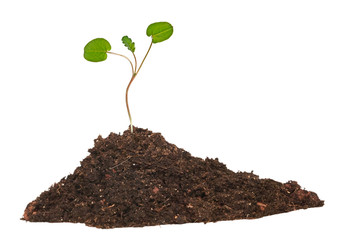 Tree growing from pile of coins