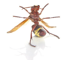 Close up of wasp