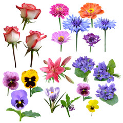 flowers collection of roses violet carnation Lily majors