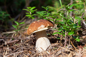 Forest mushroom in the grass