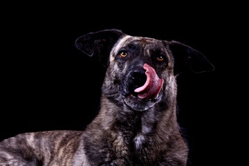 Cão de Castro Laboreiro