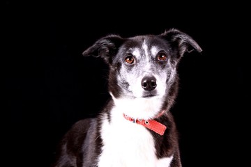 hund - portrait