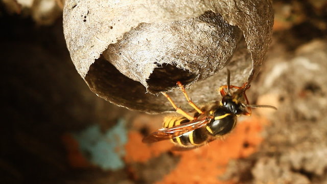 Wasps building a nest.