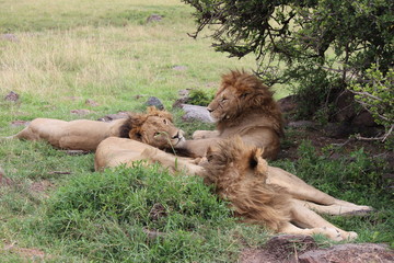 ケニアマサイマラ ライオンの睡眠