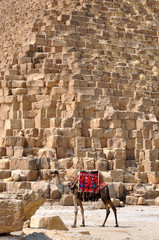 Wielbłąd na tle piramidy