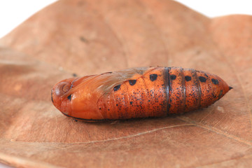 Caterpillar
