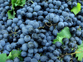fresh harvested grapes as food background