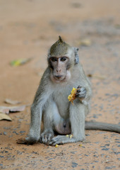 long tailed macaque