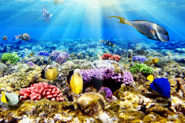 Plakat Koral i ryby w Czerwonej Sea.Egypt