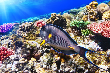 Fototapeta na wymiar Koral i Ryba-chirurg w Morzu Czerwonym. Egipt, Afryka.