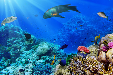 Obraz na płótnie Canvas Koral i ryby w Czerwonej Sea.Egypt