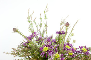 fiori di campagna ecologici