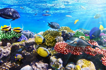 Naklejka na ściany i meble Koral i ryby w Czerwonej Sea.Egypt