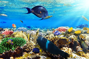 Coral and fish in the Red Sea.Egypt