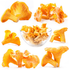 Collection of Edible wild mushroom chanterelle isolated on white © msk.nina