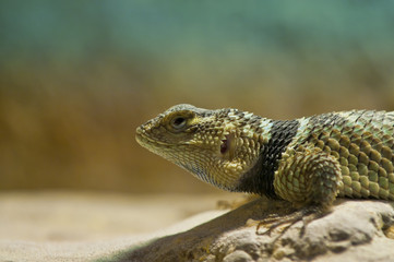 Lizard