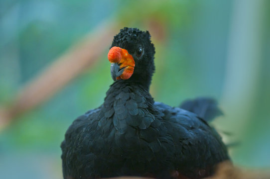 Wattled Curassow -Crax globulosa