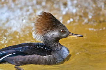Hooded Merganser