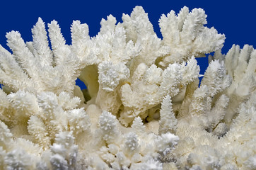 Fototapeta na wymiar Koral biały