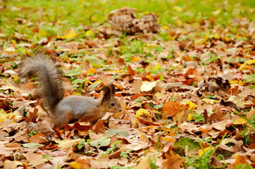 Squirrel in the autumn park