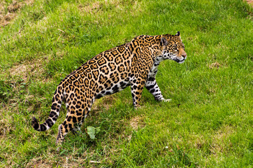 Jaguar (Panthera onca)