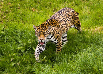 Jaguar (Panthera onca)