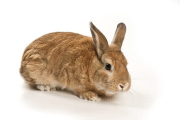 Cute rabbit
