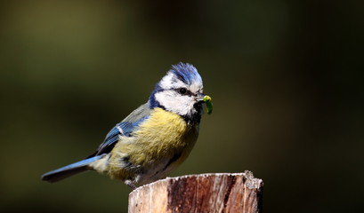 kleine Blaumeise