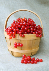 Viburnum in basket
