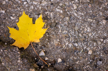 yellow maple leaf on the ground