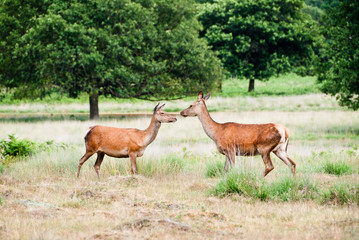 Two deer in Richmond park