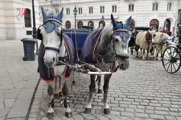 black and white horses and carriage