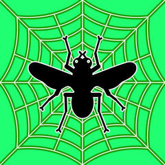 fly in spider's web