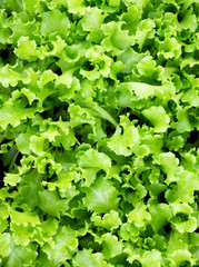 Fototapeta premium lettuce