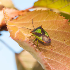 Wings Folded
