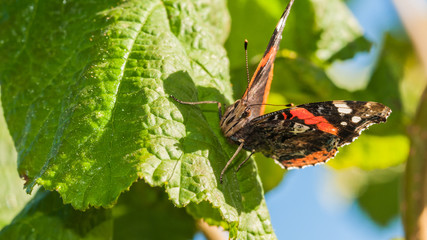 Red Admiral