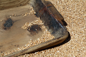 local barley seeds and wooden old tray