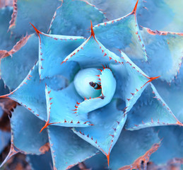 Macro of succulent plant in the desert