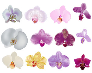 Fototapeta na wymiar single isolated orchid flowers ollection