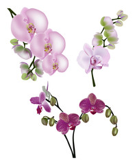 Fototapeta na wymiar three pink orchid inflorescences on white