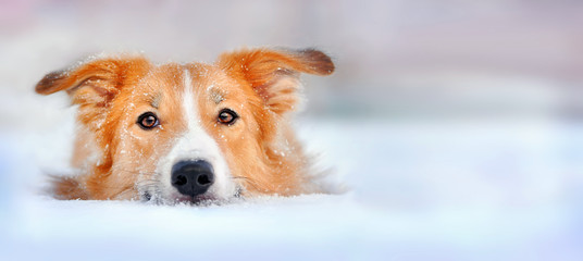 Cute dog border collie lying in the snow - obrazy, fototapety, plakaty