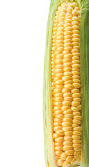 ripe yellow corn on white
