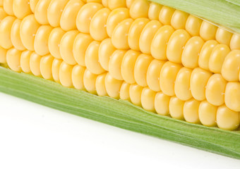 ripe yellow corn on white