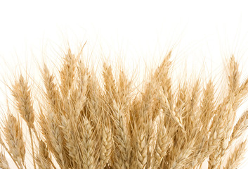 ripe ears of barley isolated on white