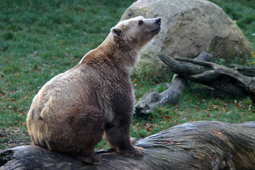 Braunbär