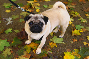 Pug dog in a park