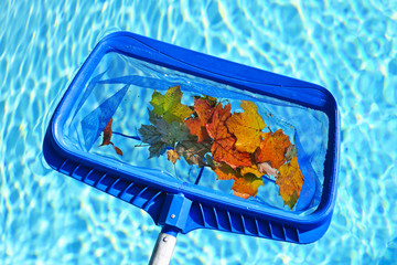Naklejka premium Skimming leaves from pool