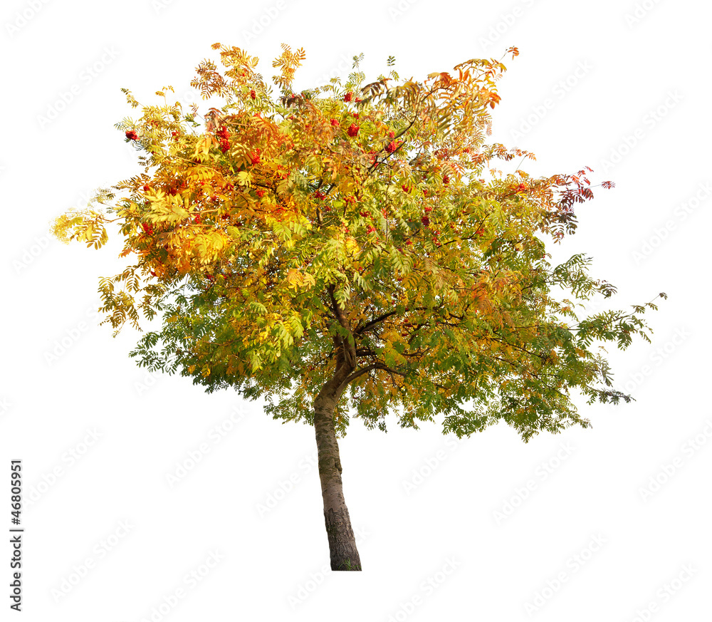 Canvas Prints golden rowan tree with red berries